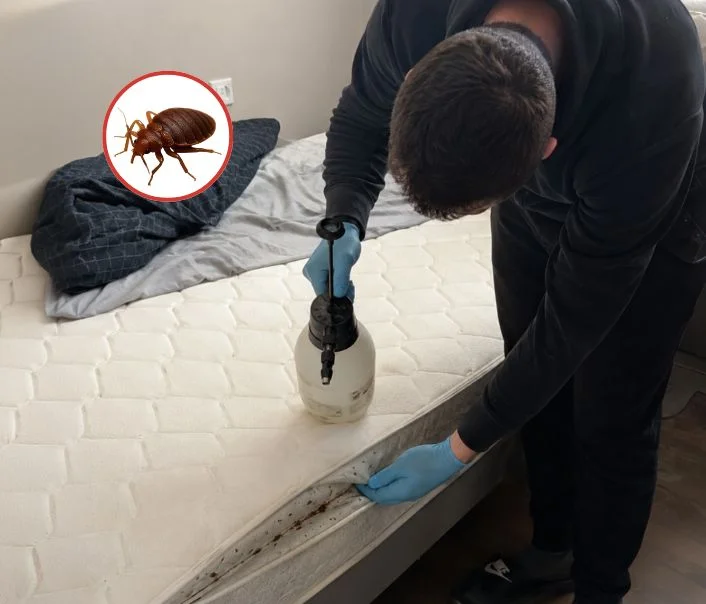 Technicien traitant un matelas contre les punaises de lit à Vaudoy-en-Brie
